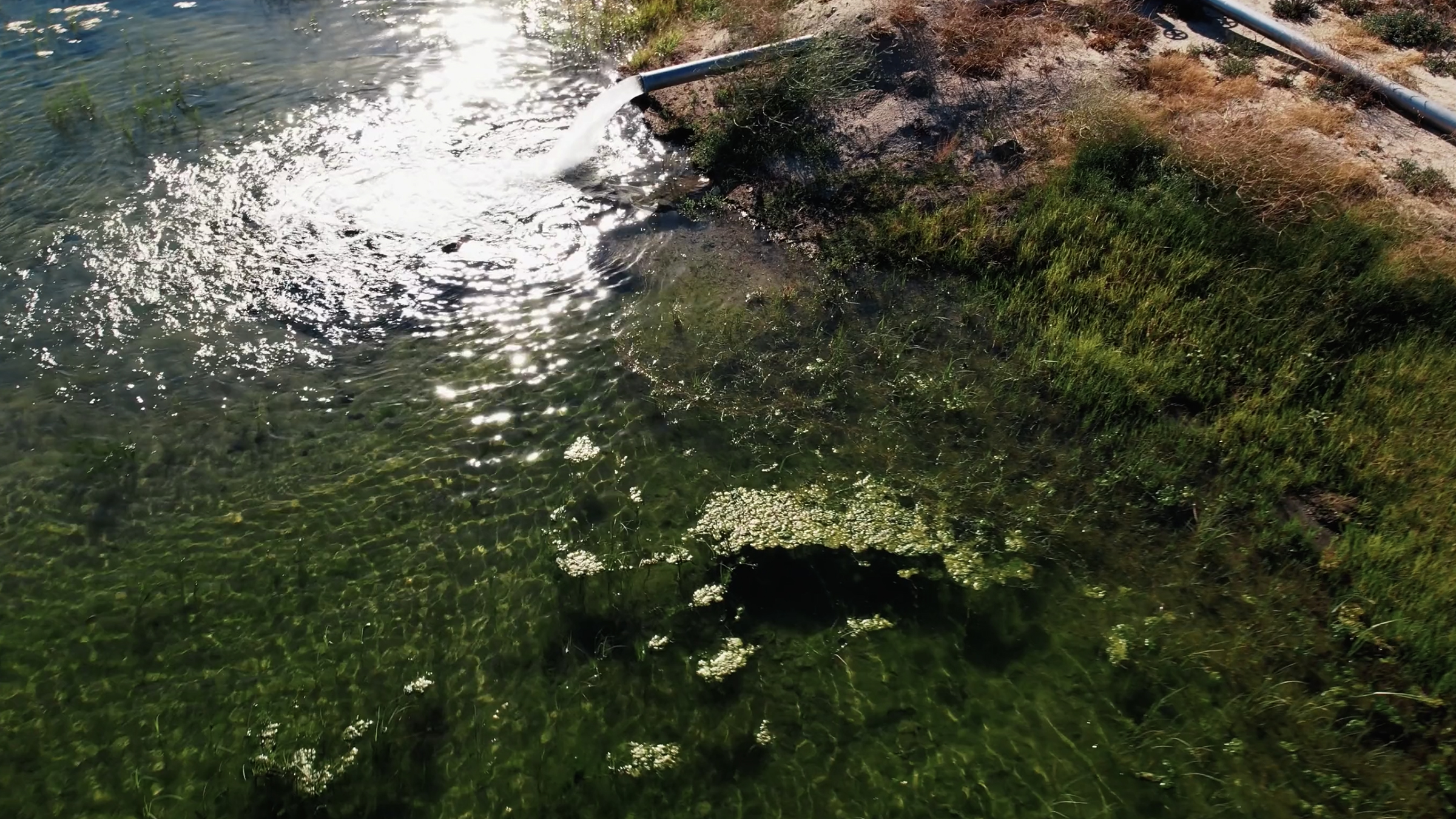 A pipe releases water into a clear, green-tinted pond surrounded by grass and sparse vegetation. Sunlight reflects off the water surface creating a shimmering effect. Aquatic plants float on the surface and cover the bottom of the basin.